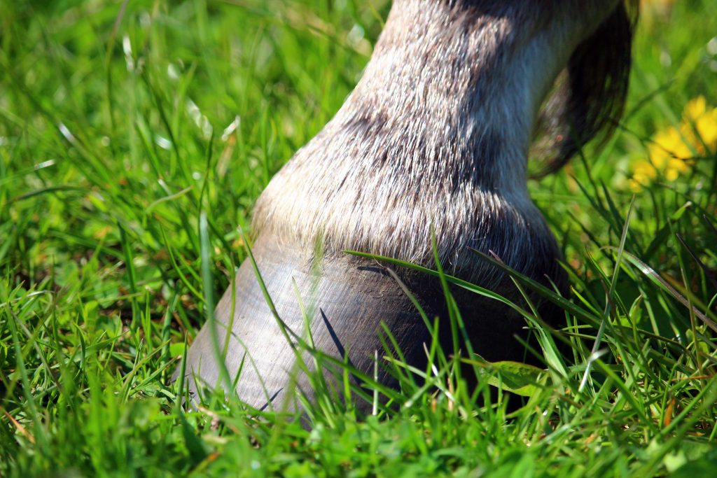 Hufe Geben Ist Ganz Einfach – Oder Vielleicht Doch Nicht? - Pferde-Blog ...